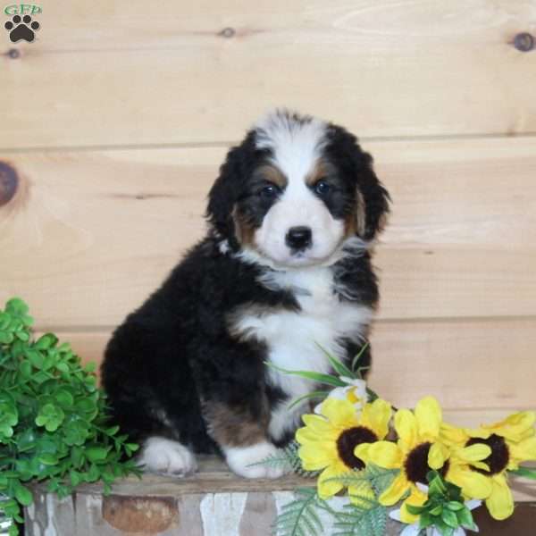 Friendly – F1, Bernedoodle Puppy